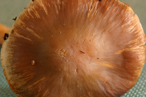 Cortinarius vernus